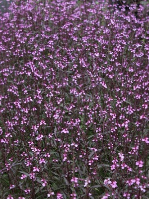 VERBENA officinalis Bampton